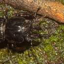 Image of Safrina laticeps (MacLeay 1885)