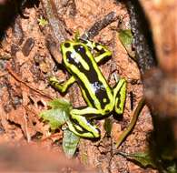 Image of Yellow-bellied Poison Frog