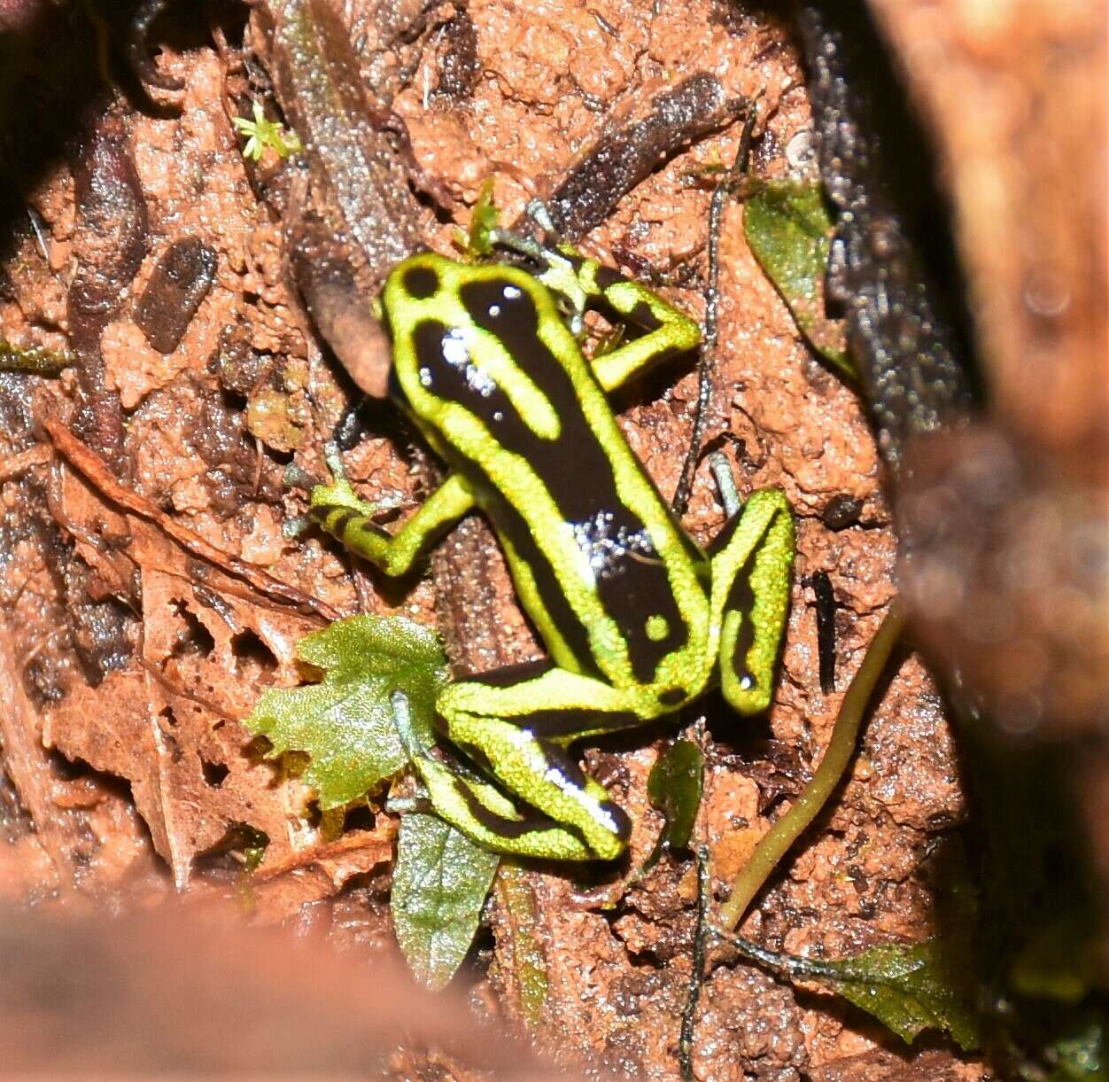 Image of Yellow-bellied Poison Frog