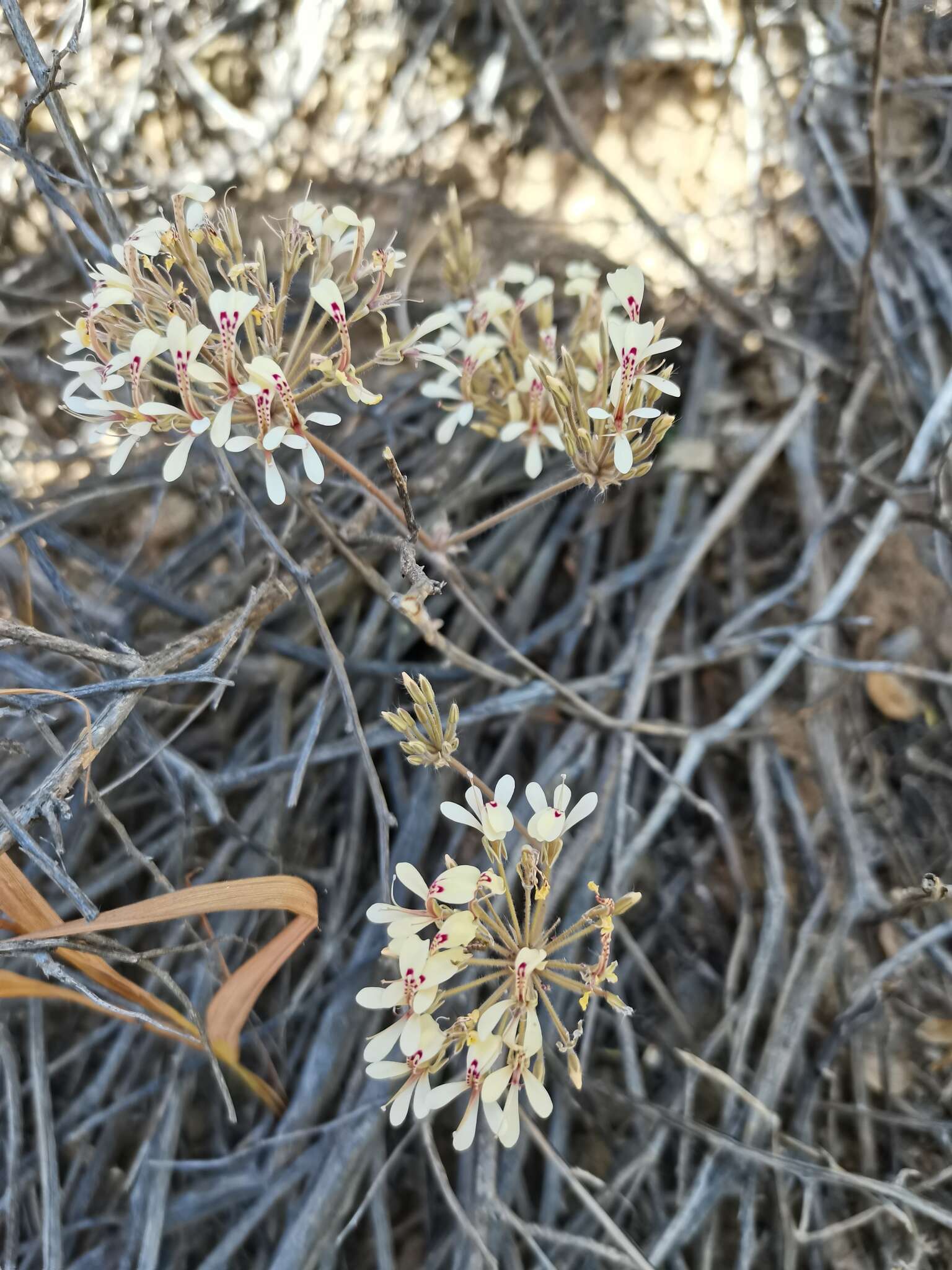 Image of Pelargonium punctatum (Andr.) Willd.