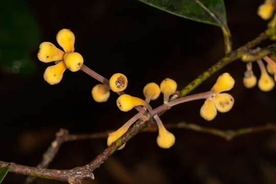 Image of Wilkiea austroqueenslandica Domin