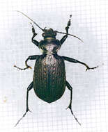 Calosoma (Castrida) sayi Dejean 1826的圖片