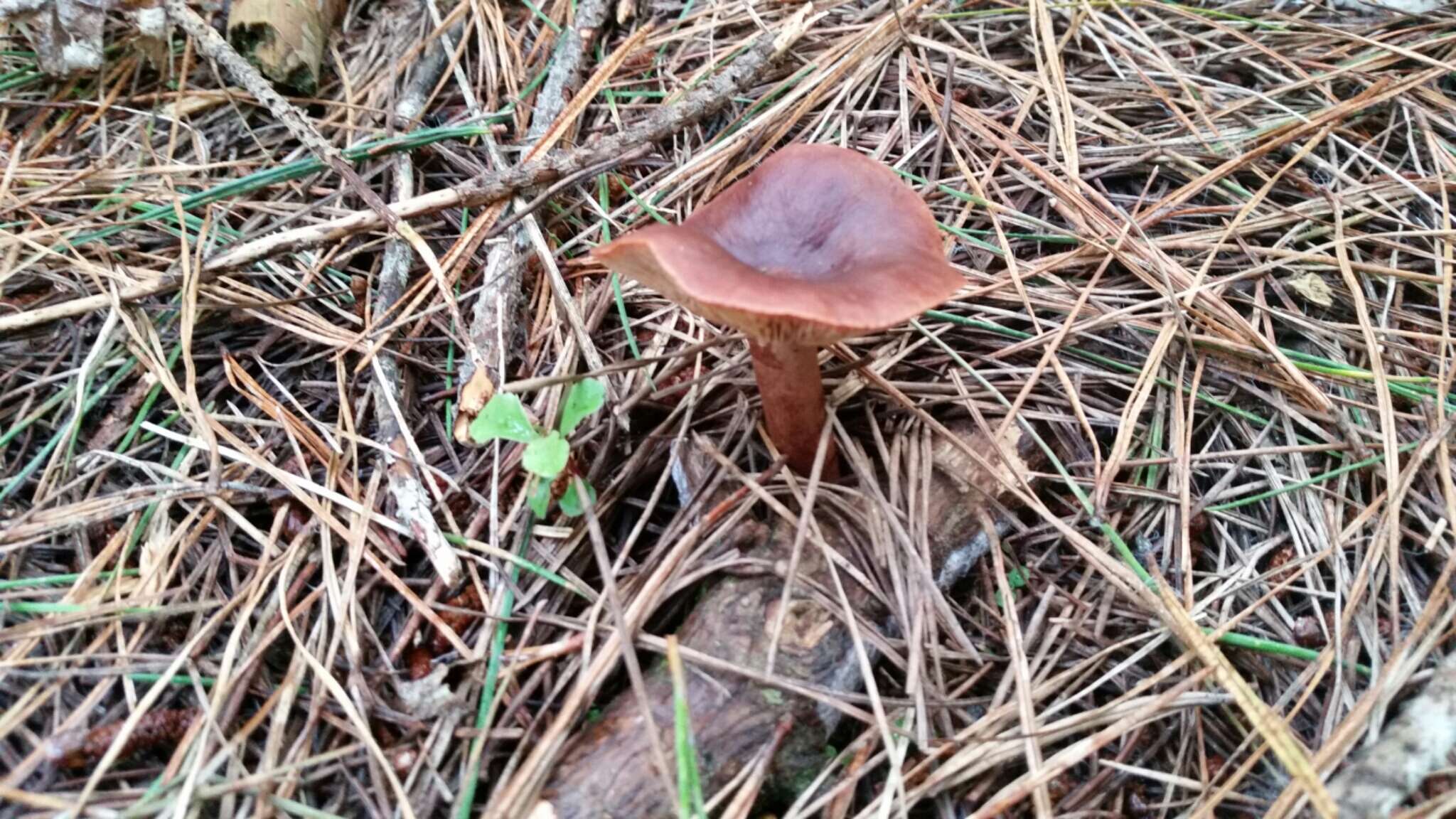 Image of Rufous Milkcap