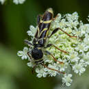 Image of Cyrtoclytus capra (Germar 1824)