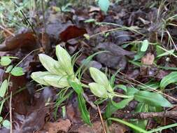 Image de Gentiana villosa L.