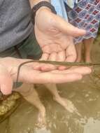 Image of Common Pipefish