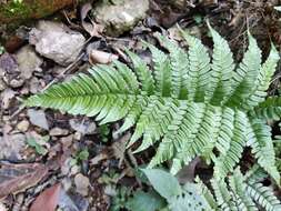 Plancia ëd Dryopteris fuscipes C. Chr.