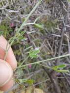 Image of Indigofera complicata Eckl. & Zeyh.