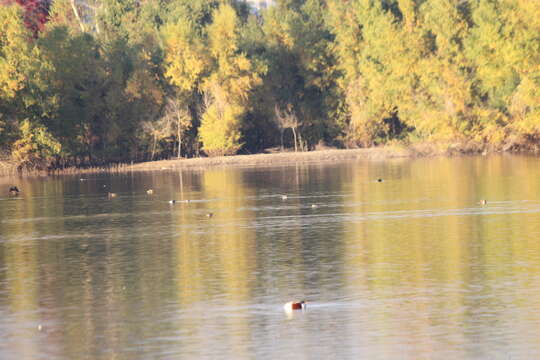 Image of horned grebe (cornutus)