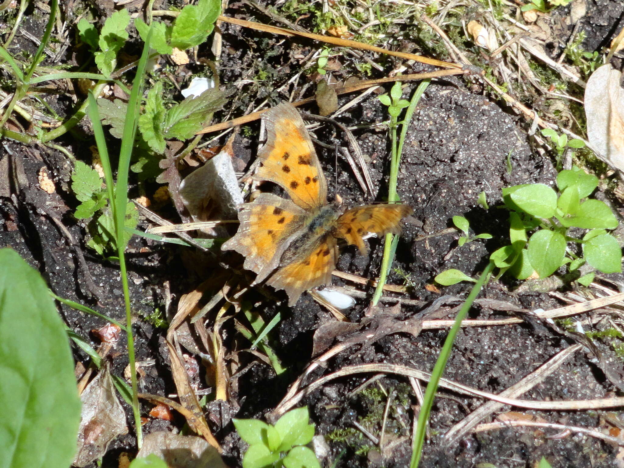 Image of Comma