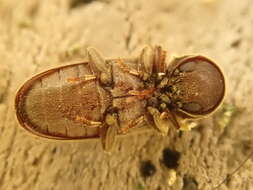 Image of Anobiid beetle