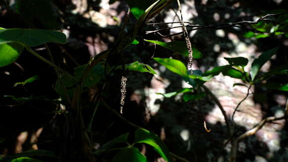 Image of Dioscorea dregeana (Kunth) T. Durand & Schinz