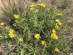 Image of lemonyellow false goldenaster