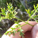 Sivun Knowltonia tenuifolia (L. fil.) Mosyakin kuva