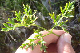 Image of Knowltonia tenuifolia (L. fil.) Mosyakin