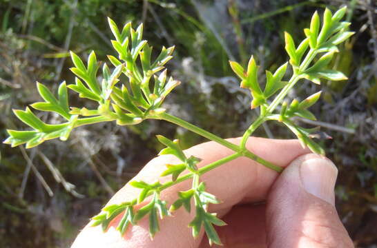 Imagem de Knowltonia tenuifolia (L. fil.) Mosyakin