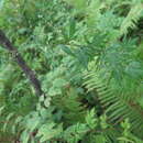 Image of Artemisia sylvatica Maxim.