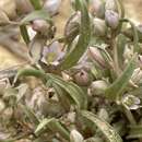 Image of Cathedral Bluff dwarf gentian