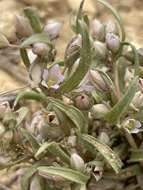 صورة Gentianella tortuosa (M. E. Jones) J. M. Gillett