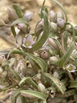 صورة Gentianella tortuosa (M. E. Jones) J. M. Gillett