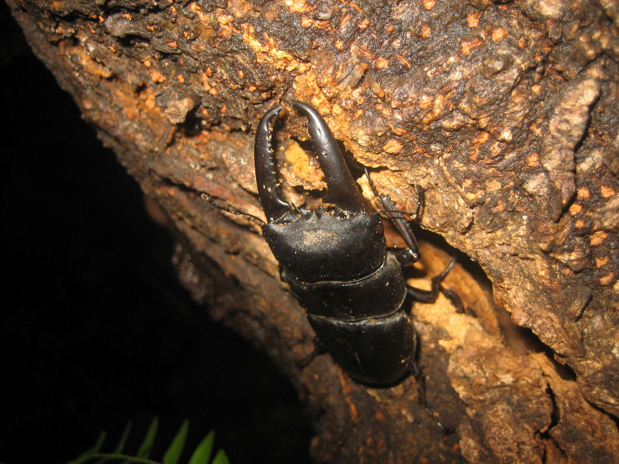 Image of Serrognathus titanus platymelus (Saunders 1854)