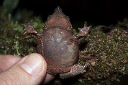 Image of Santa Rita beaked toad