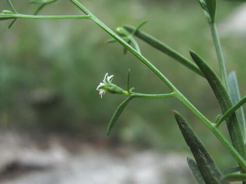 Слика од Thesium procumbens C. A. Mey.