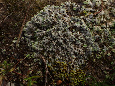 Image of Riccia collata Na-Thalang