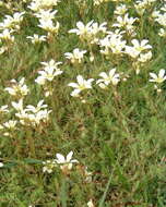 Image of Saxifraga hypnoides L.