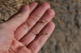 Image of Launaea lanifera Pau