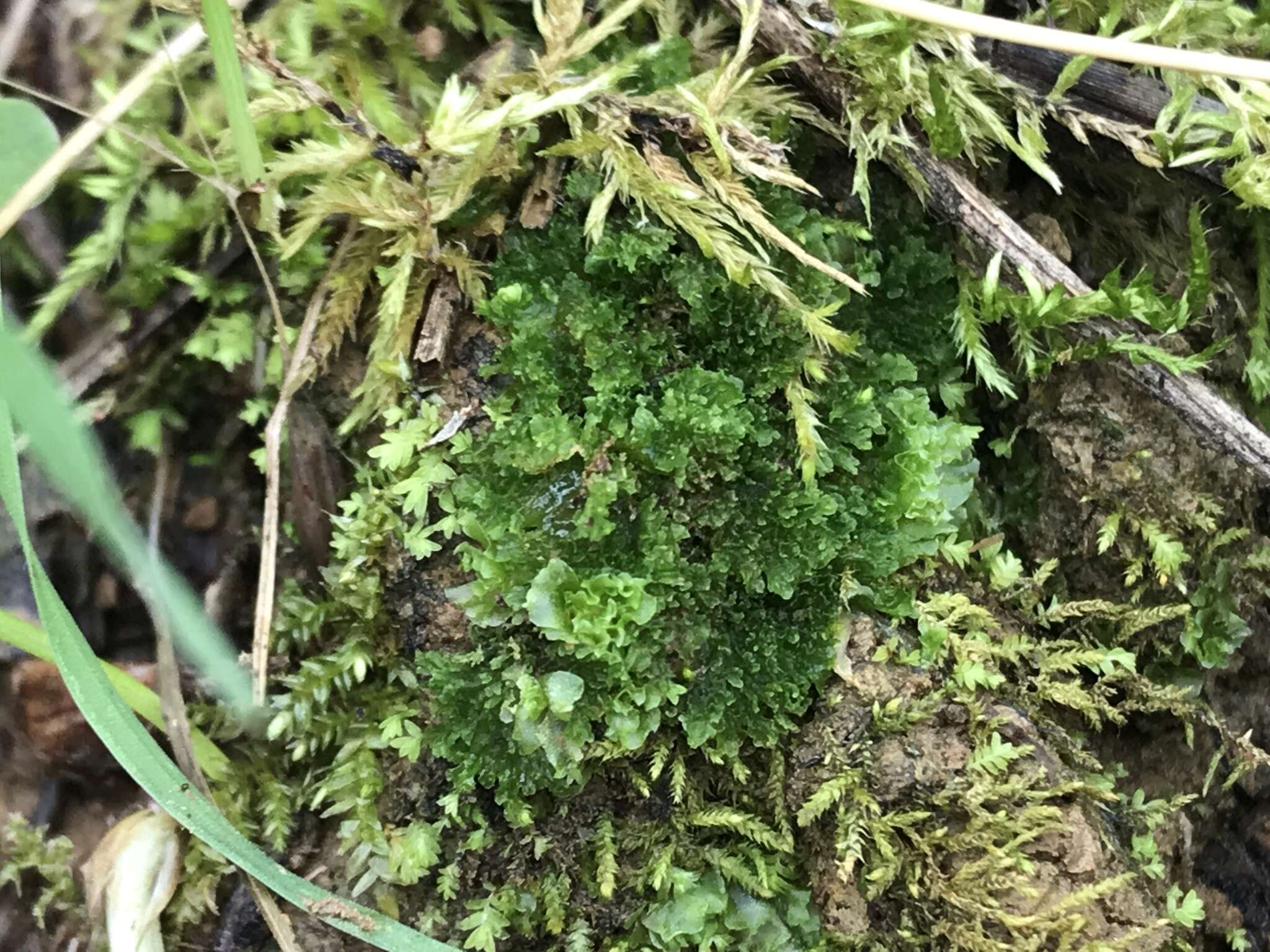 Image of hornwort