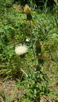 Imagem de Cirsium brevifolium Nutt.