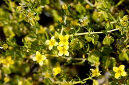 Image de Roepera aurantiaca subsp. aurantiaca