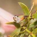 Image of Asphondylia barbata Gagne 1990