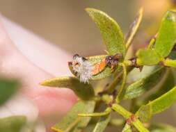 Image de Asphondylia barbata Gagne 1990