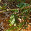 Image of Hermannia rugosa Adamson