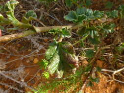 Plancia ëd Hermannia rugosa Adamson