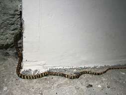 Image of Panama Spotted Night Snake
