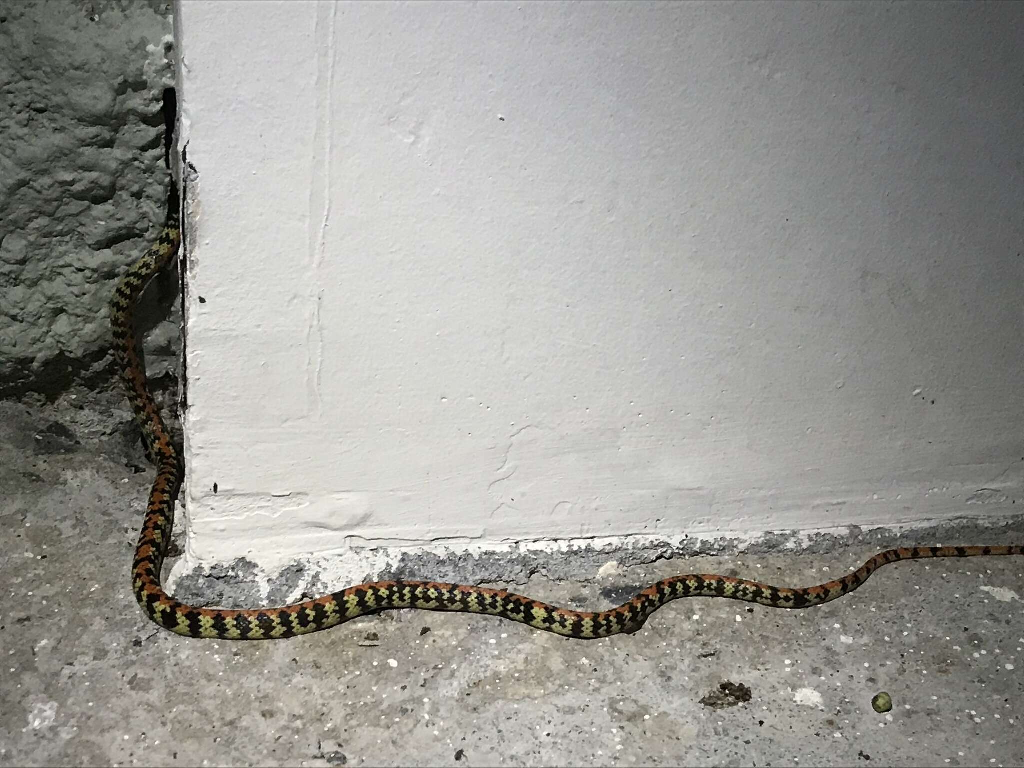 Image of Panama Spotted Night Snake