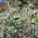 Image of Cistus creticus subsp. eriocephalus (Viv.) Greuter & Burdet