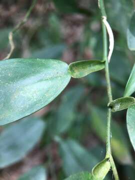 Image of Pothos chinensis (Raf.) Merr.