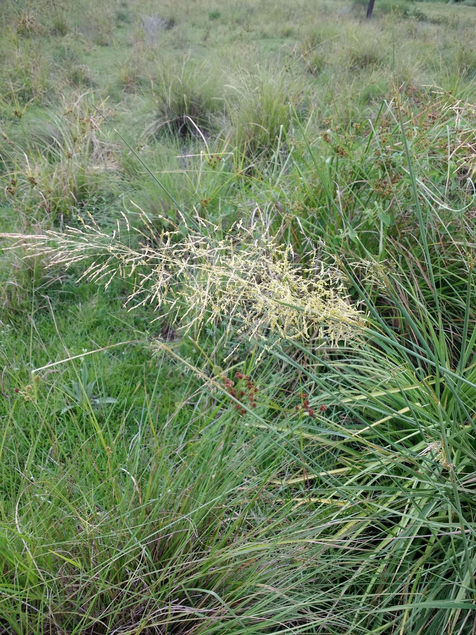 Image of sandysoil Indiangrass