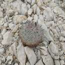 Image of Warnock's Butterfly Cactus