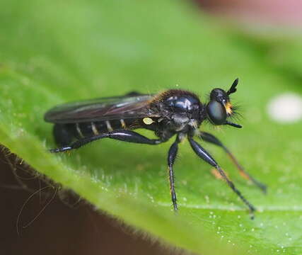 Image of <i>Choerades marginatus</i>