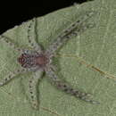 Image of Philodromus infuscatus utus Chamberlin 1921