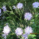 Image of Cicerbita macrophylla subsp. uralensis (Rouy) P. D. Sell