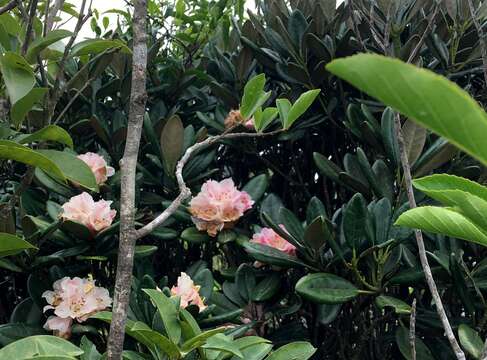 صورة Rhododendron simiarum Hance