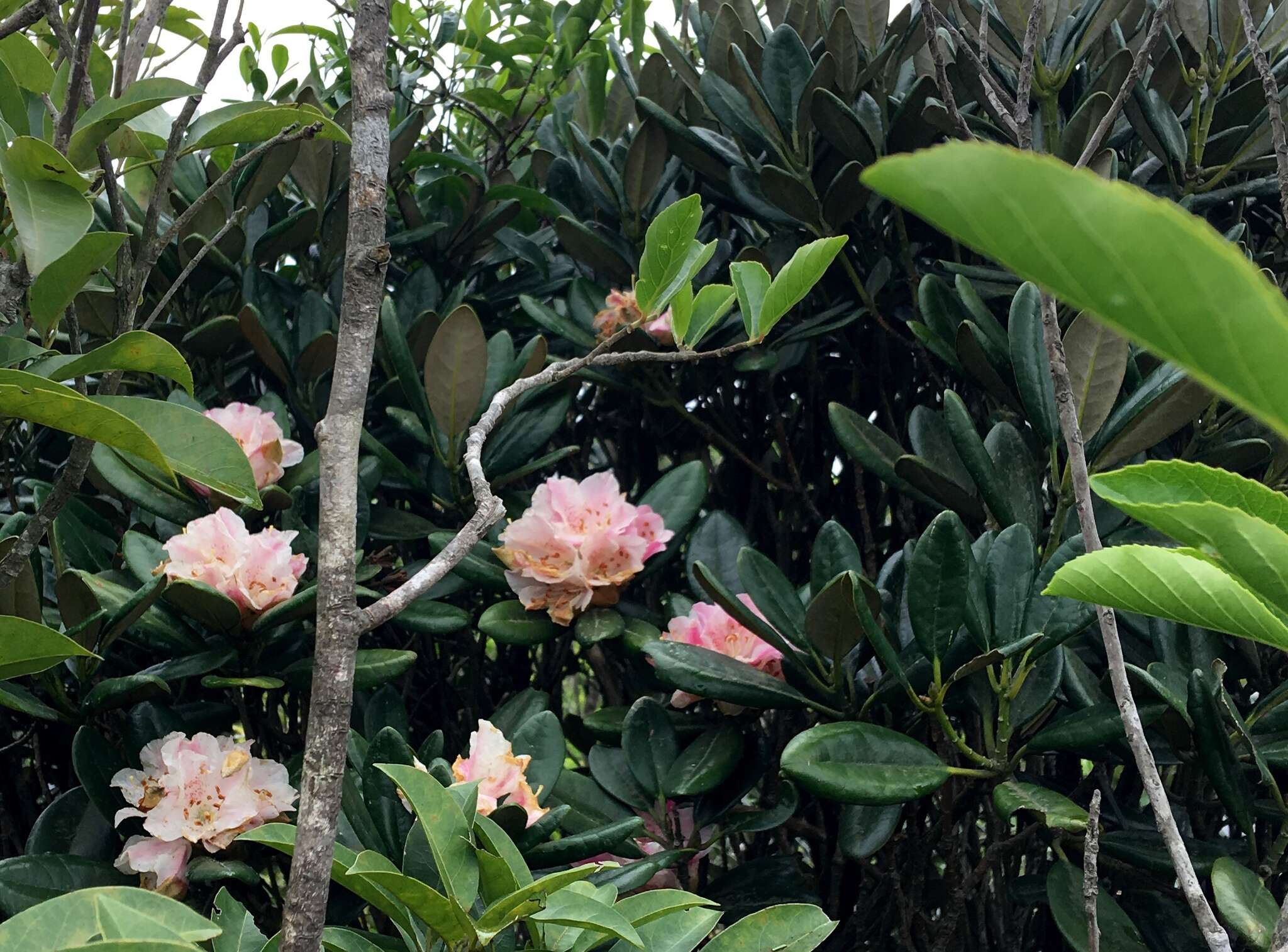 Imagem de Rhododendron simiarum Hance