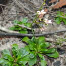 Image of Stylidium ornatum S. T. Blake