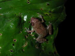 Image of Caretta Robber Frog